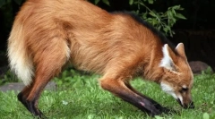 Grievous wilk (guard)