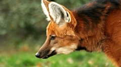 Grievous wilk (guara)