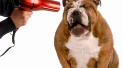 Pielęgnacja dla psów