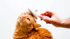 Gromadzenie kotów w domu: gatunki i cechy higieny koci