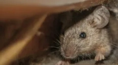 Są pianką montażową myszy myszy?