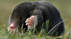 Humanitarne metody zniszczenia moli