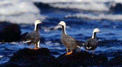 Gussey. Oderwanie ptaków