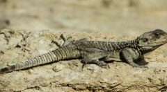 Charakterystyka podtypu czaszki lub kręgowców