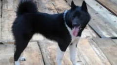 Husky i jak - szukamy różnic