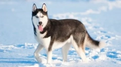 Husky: teoria nazwy pochodzenia