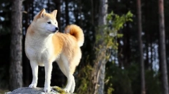 Khatiko - dog breed akita inu (zdjęcie): wielki towarzysz i wayward przyjaciel
