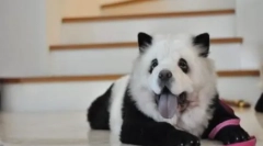 Hit chiny: chow-chow panda