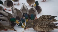 Chleb - wroga dla kaczek i innych ptactwa