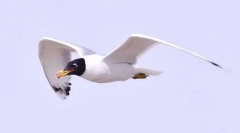 Hochutun chernogolova