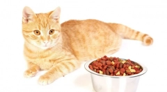 Holastic cat city: recenzje i szczegółowy przegląd najlepszego kanału