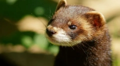 Chorek (zdjęcia): zabawny fidget i prawdziwy przyjaciel