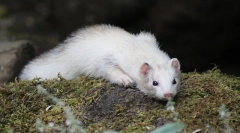 Opis fretki, styl życia, siedlisko tam, gdzie życie