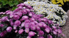 Chryzantema sadovaya