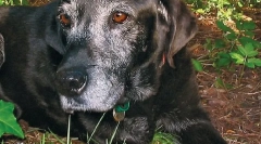 Chroniczne i degeneracyjne choroby