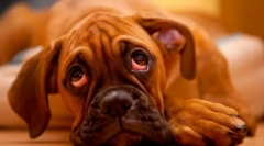 Chroniczne choroby wątroby