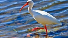 Ibis red-nonged