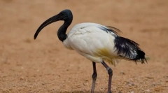 Ibis sacred