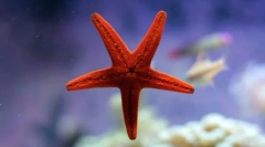Echinoderms