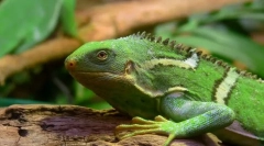 Iguana fidjian striped