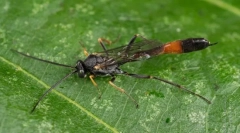 Jeździec mynevonoid