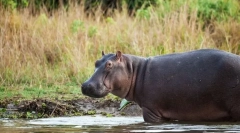 Mają poduszkę na nic: 10 zwierząt, które prawie lub nie śpią