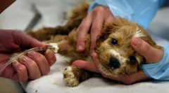 Choroby pośredniczone immuno