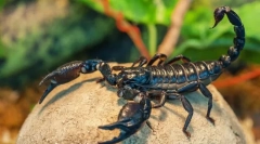 Cesarski scorpio