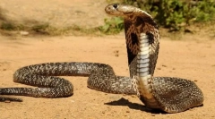 Indian cobra