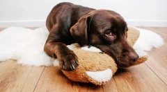 Zakaźne choroby neurologiczne