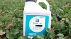 Boria insecticid i jego funkcje