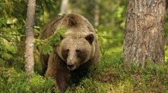 Ciekawe o niedźwiedziach