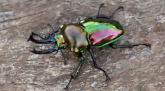 Interesujące o owadach