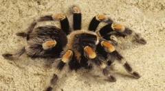 Interesujący o pajęczynku