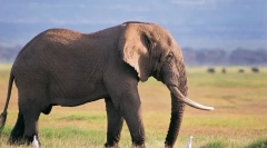 Ciekawe o słoniu