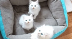 Ciekawe fakty dotyczące białych kotów niebieskooki