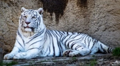 Ciekawe fakty o białych tygrysach