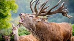 Ciekawe fakty dotyczące szlachetnego jelenia