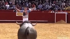 Ciekawe fakty o bykach