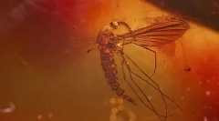 Ciekawe fakty dotyczące dinozaurów