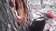 Ciekawe fakty o dyatlah