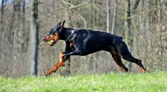 Ciekawe fakty o doberman