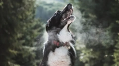 Ciekawe fakty dotyczące oddychania zwierząt