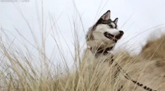 Ciekawe fakty o husky