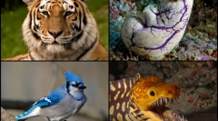 Ciekawe fakty dotyczące akordan zwierząt