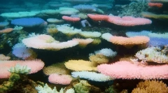 Ciekawe fakty o korale