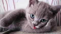 Ciekawe fakty dotyczące kotów: 10 ciekawych cech puszystych zwierząt domowych