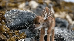 Ciekawe fakty dotyczące roe