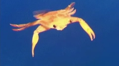 Ciekawe fakty dotyczące korle morza czarnego