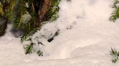 Ciekawe fakty dotyczące uczucia